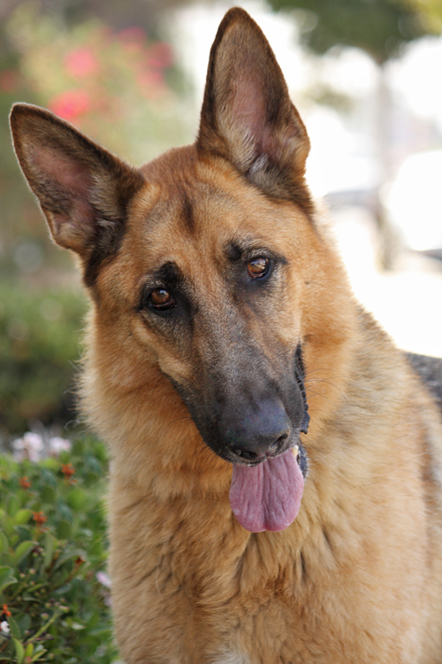 Westside German Shepherd Rescue Of Los Angeles